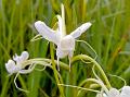 Commelina-Leaf Habenaria